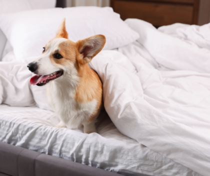 pet-friendly - hôtel uriage